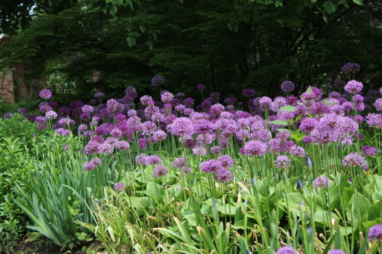Allium flowers mixed