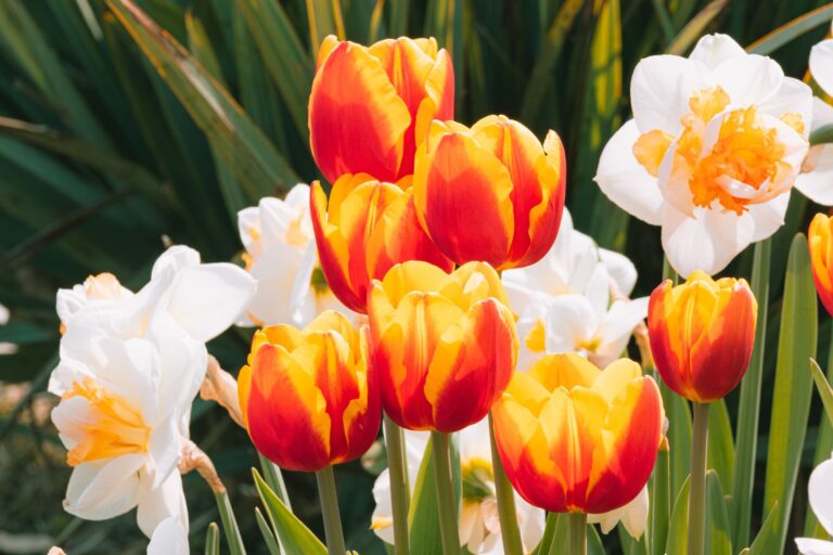 Spring bulb border