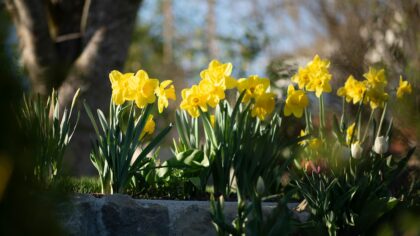 How to start an autumn bulb border for spring colour and pollinators
