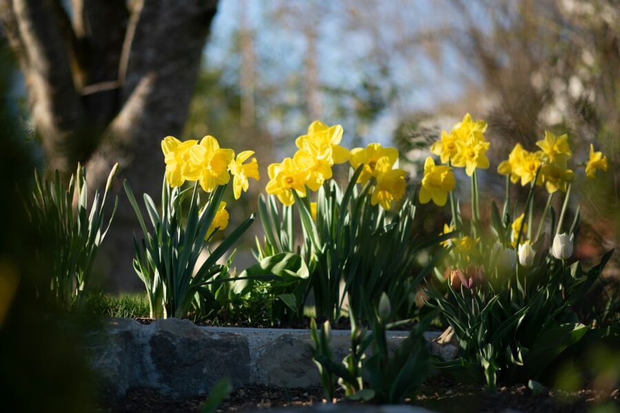 Spring bulb border