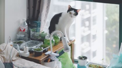 How to use grow lights at home for strong, compact container gardening