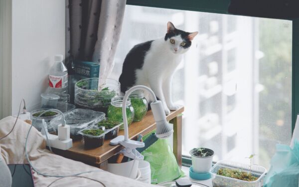 How to use grow lights at home for strong, compact container gardening