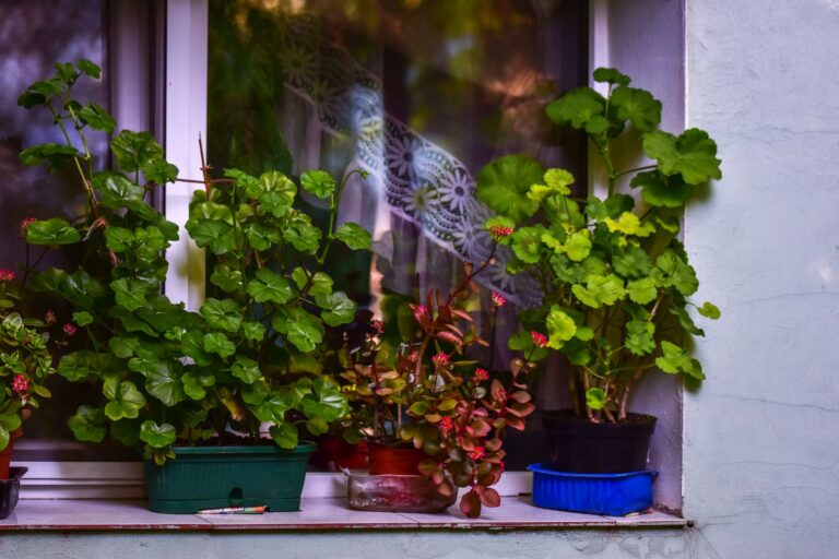 Indoor plants windowsill
