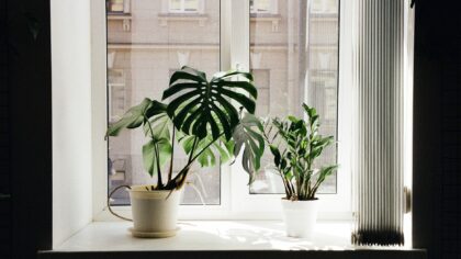 How to use indoor temperature to keep your plants thriving all year