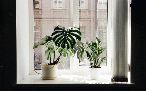 How to use indoor temperature to keep your plants thriving all year