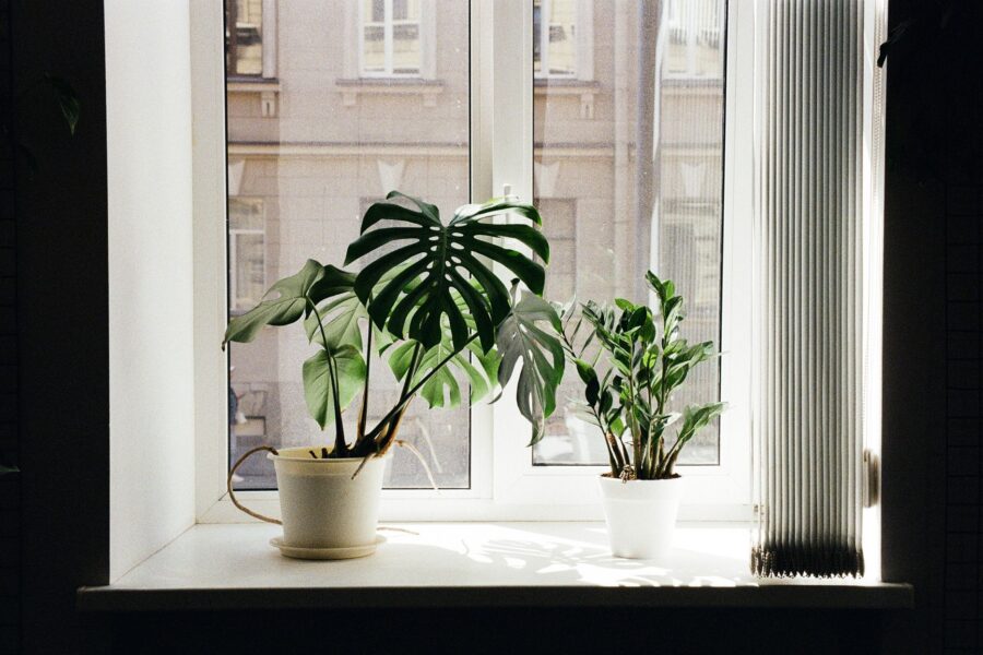 Indoor plants windowsill