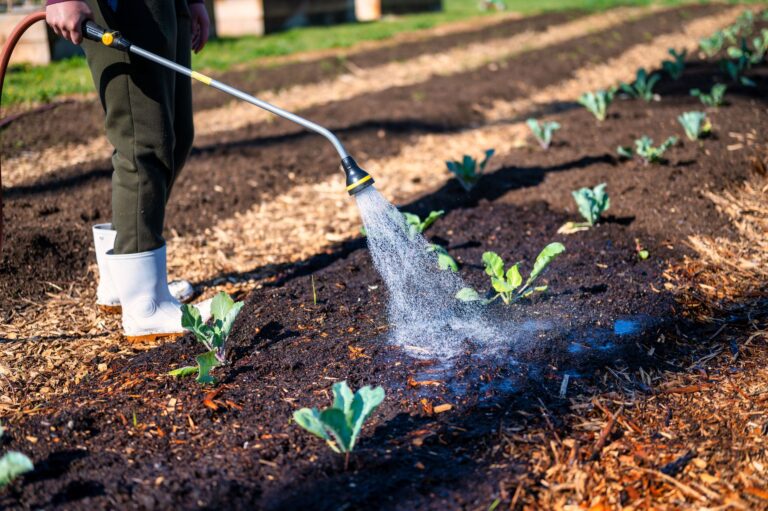 Mulched vegetable garden