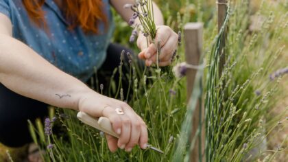 How to use pinching to grow fuller, healthier balcony and garden flowers