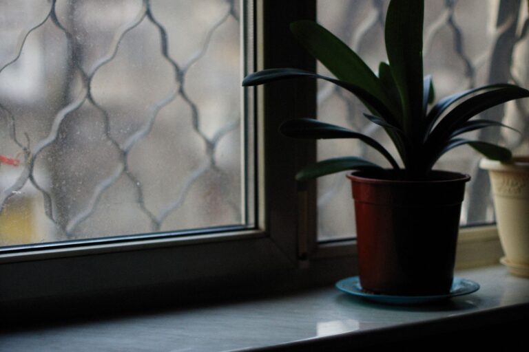 Indoor self watering