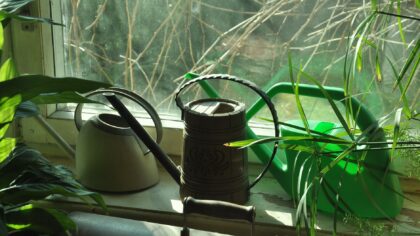 How to use self-watering pots indoors without overwatering your plants