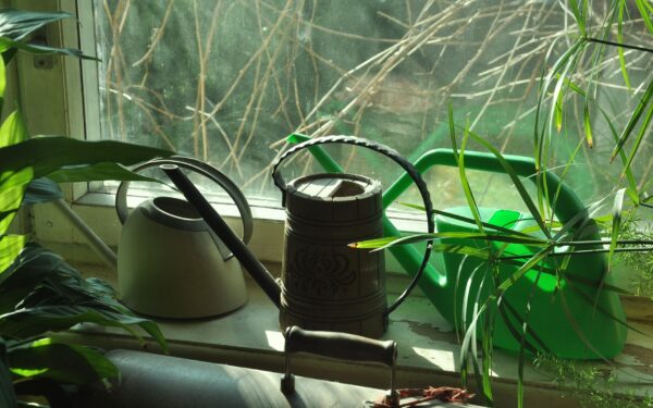 How to use self-watering pots indoors without overwatering your plants