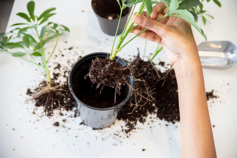 Indoor plant roots
