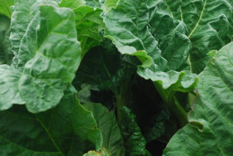 Shaded backyard vegetable