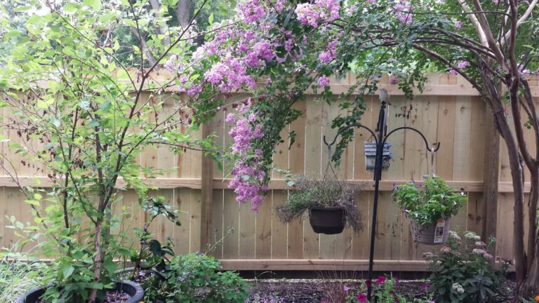 Shade garden tree