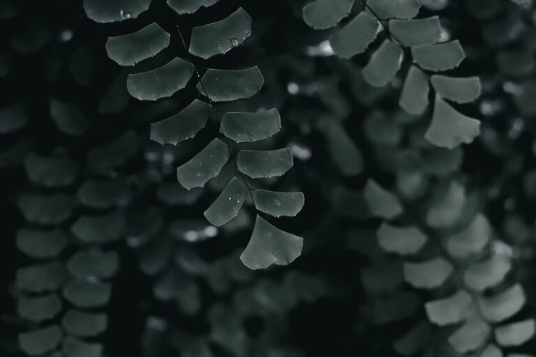 Maidenhair fern indoor