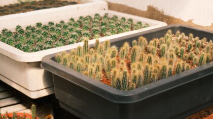 Humidity trays for indoor plants: how they work and when to use them