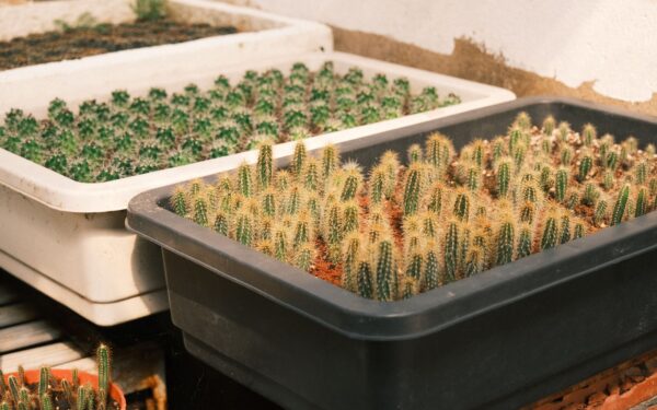 Humidity trays for indoor plants: how they work and when to use them