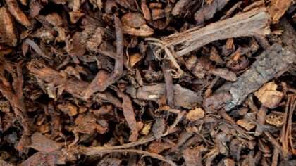 Indoor plant soil explained: how to choose and mix the right potting blend