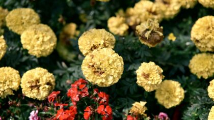 Interplanting onions with flowers for healthier beds and fewer pests