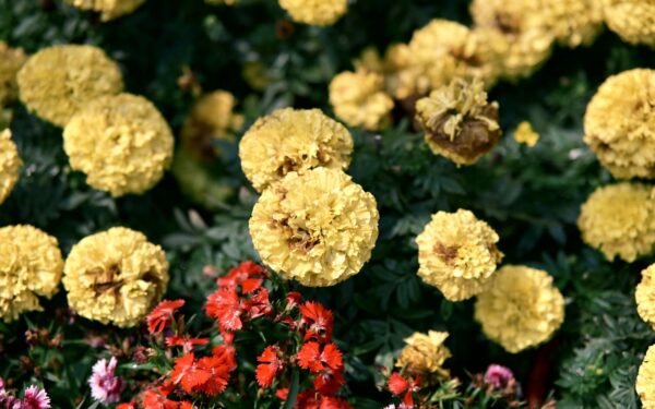 Interplanting onions with flowers for healthier beds and fewer pests