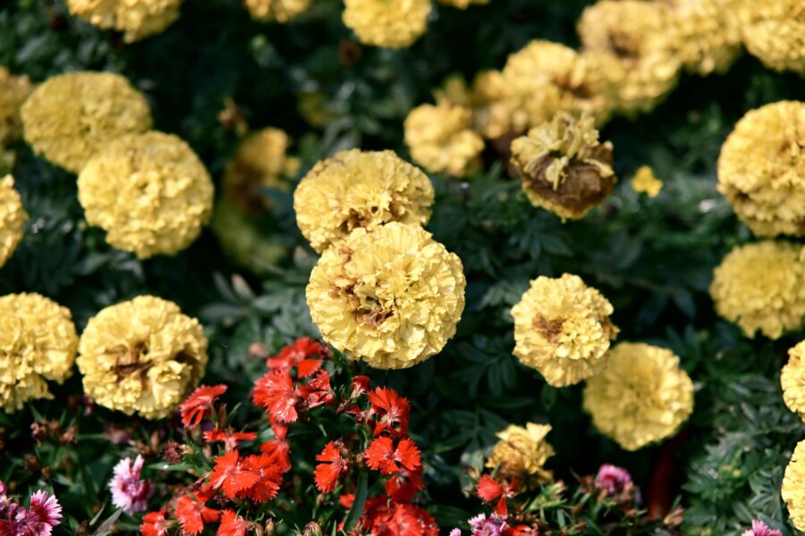Onion plants marigolds