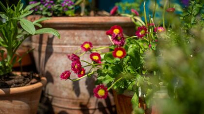 Layered container garden design that fills patios with long-lasting colour