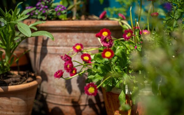 Layered container garden design that fills patios with long-lasting colour
