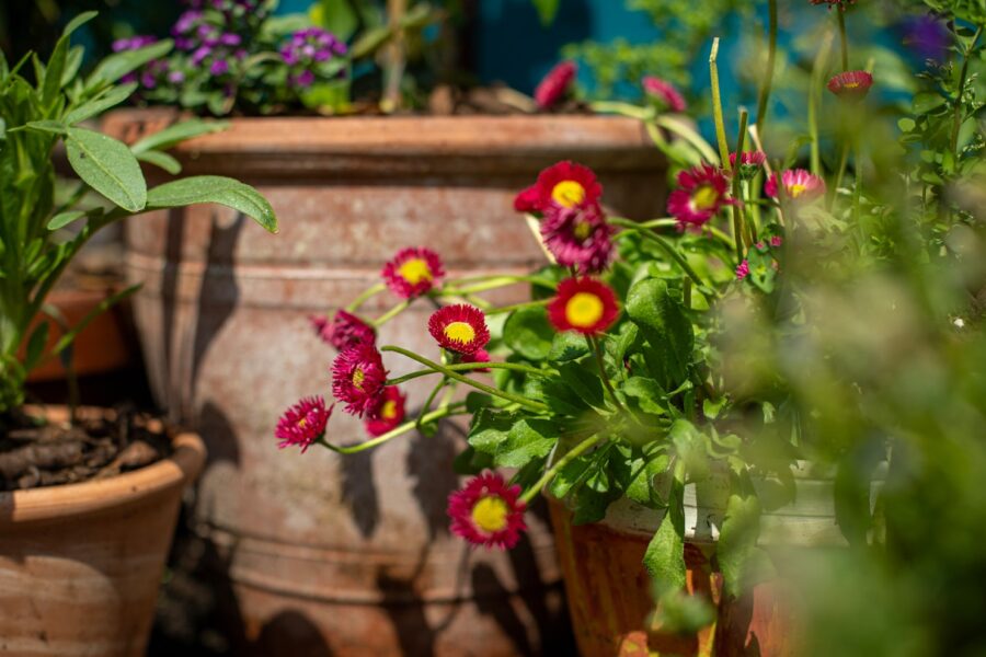 Layered container garden