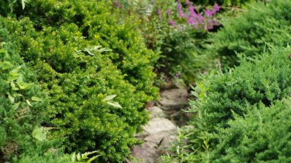 Layered evergreen borders that keep your garden looking structured all year