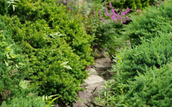 Layered evergreen borders that keep your garden looking structured all year