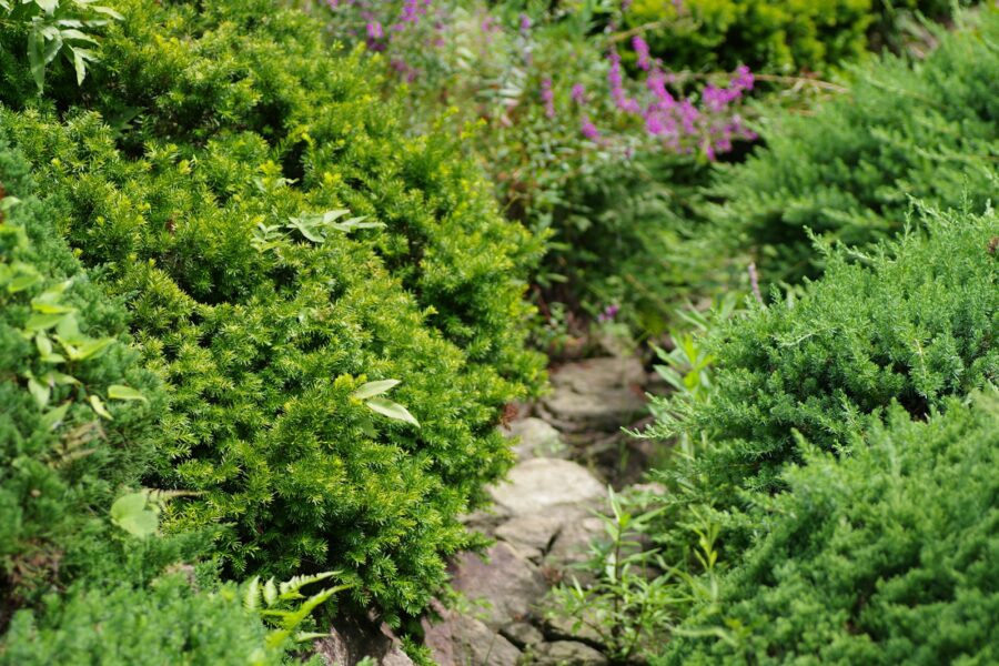 Evergreen garden border