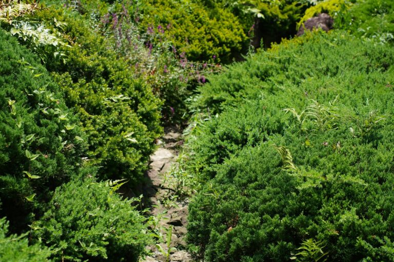 Evergreen garden border