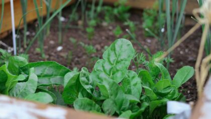 Low-maintenance vegetables that reliably reward busy home growers