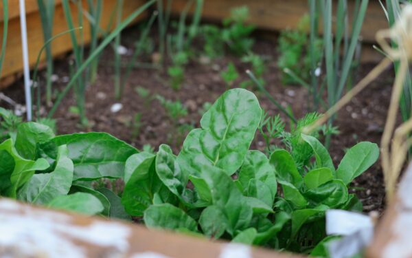 Low-maintenance vegetables that reliably reward busy home growers