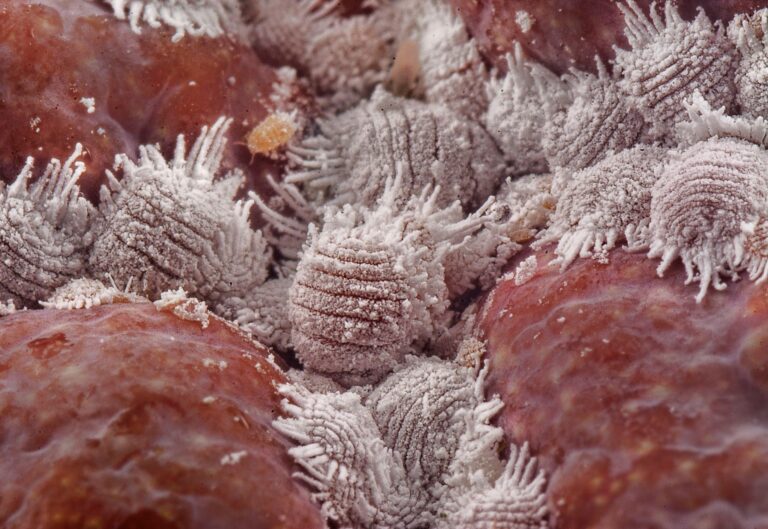 Close mealybugs green