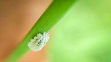 Mealybugs on houseplants and ornamentals: gentle control methods that actually work