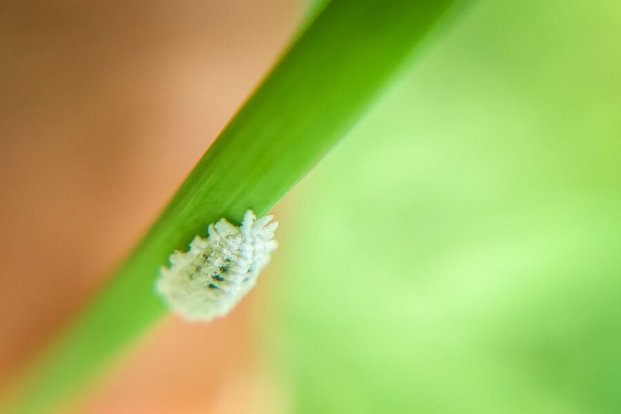 Close mealybugs green