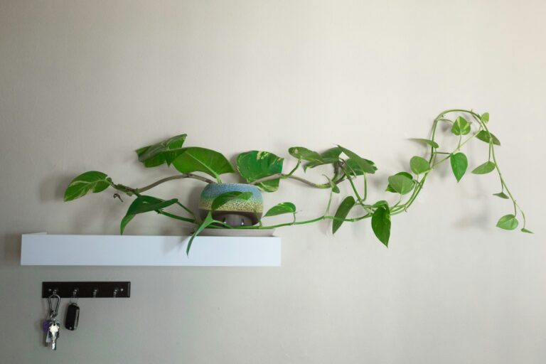 Pothos philodendron plant
