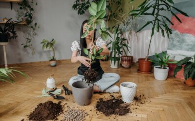 Mold on potting soil: why it appears and how to deal with it safely