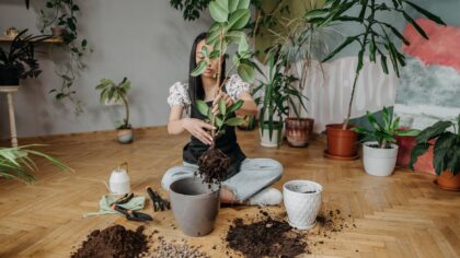 Mold on potting soil: why it appears and how to deal with it safely