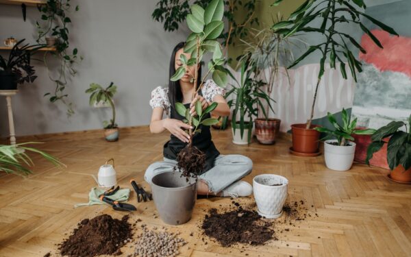Mold on potting soil: why it appears and how to deal with it safely