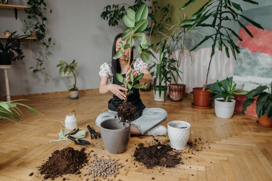Indoor houseplant potting