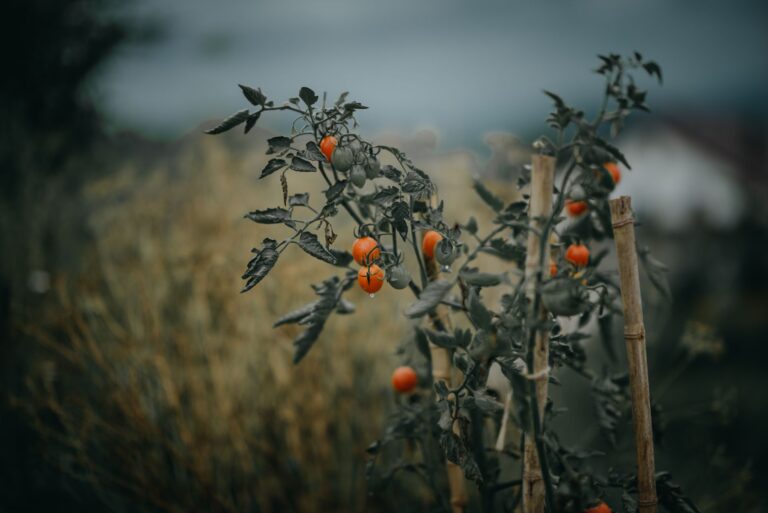 Late summer vegetable
