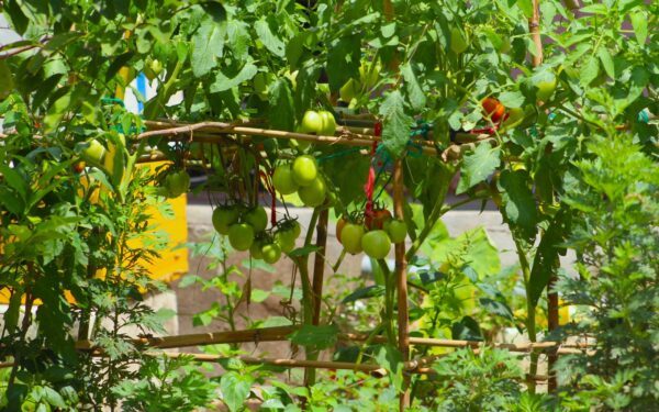 Monthly gardening checklist for late summer care that keeps your plot productive