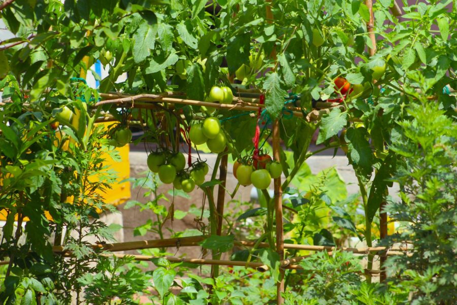 Late summer vegetable