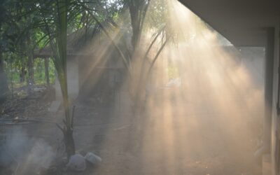 Morning vs evening watering: how timing affects soil, roots and overall plant health