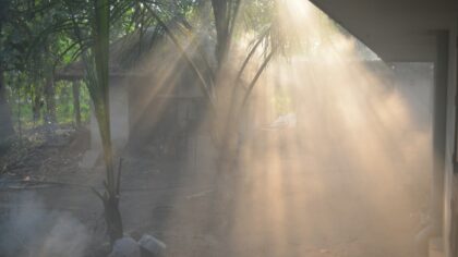 Morning vs evening watering: how timing affects soil, roots and overall plant health
