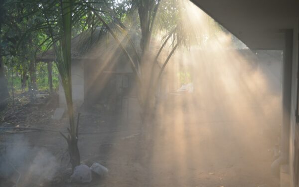 Morning vs evening watering: how timing affects soil, roots and overall plant health