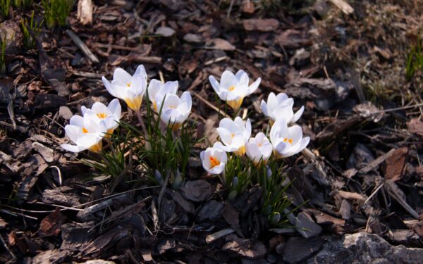 Mulch in home beds and borders: how to use it for moisture, weeds and soil health