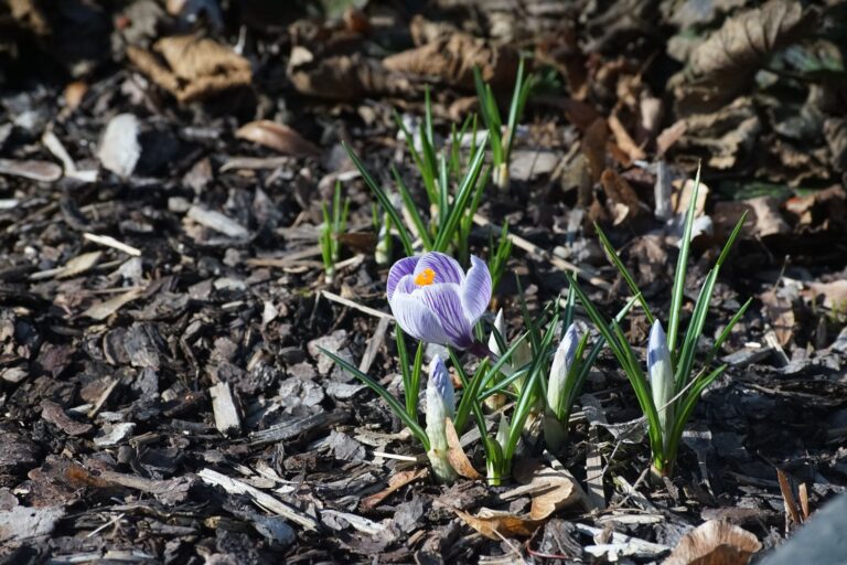 Mulched flower bed
